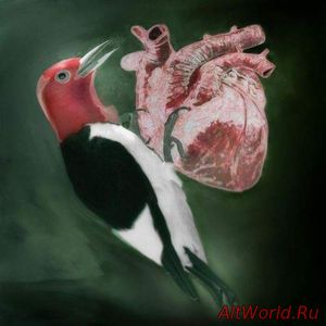 Скачать Groombridge - Der Specht (2017)