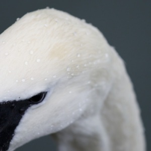 Скачать бесплатно Echoes - The Pursuit (2014)